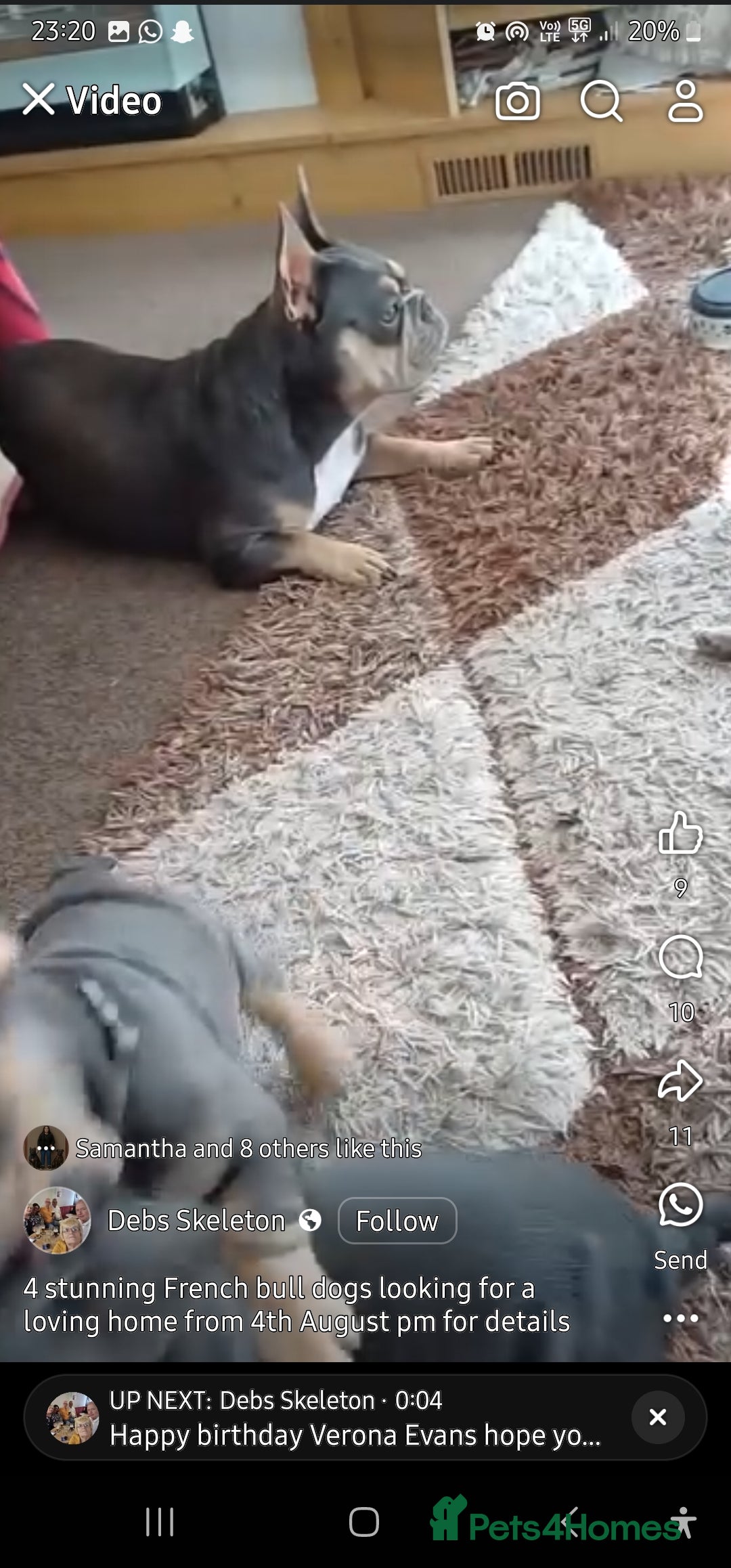 French Bulldog dogs for sale: 4 girl frenchie pups. Fluffy gene and roped nose  - Image 9