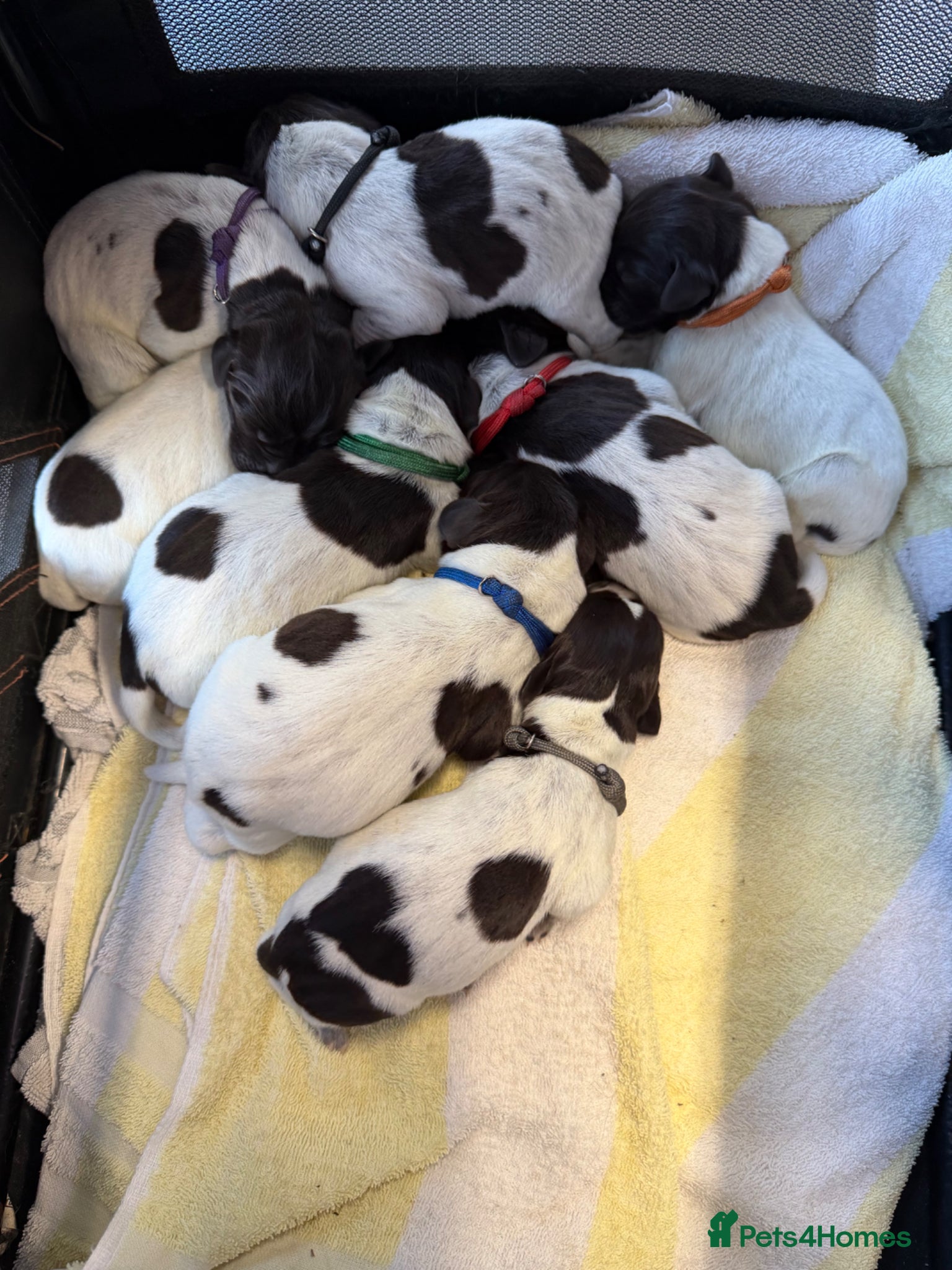 German Wirehaired Pointer dogs Gorgeous German Wire Haired Pointer Pups - Advert 1