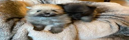 Pomeranian dogs for sale: Stunning KC Teddy Bear Pomeranians - Advert 11