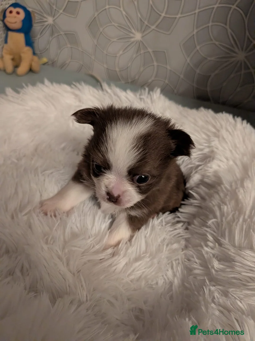 Pomchi dogs for sale: Beautiful Pomchi Puppies Loving 🏠 Reared Litters - Advert 27