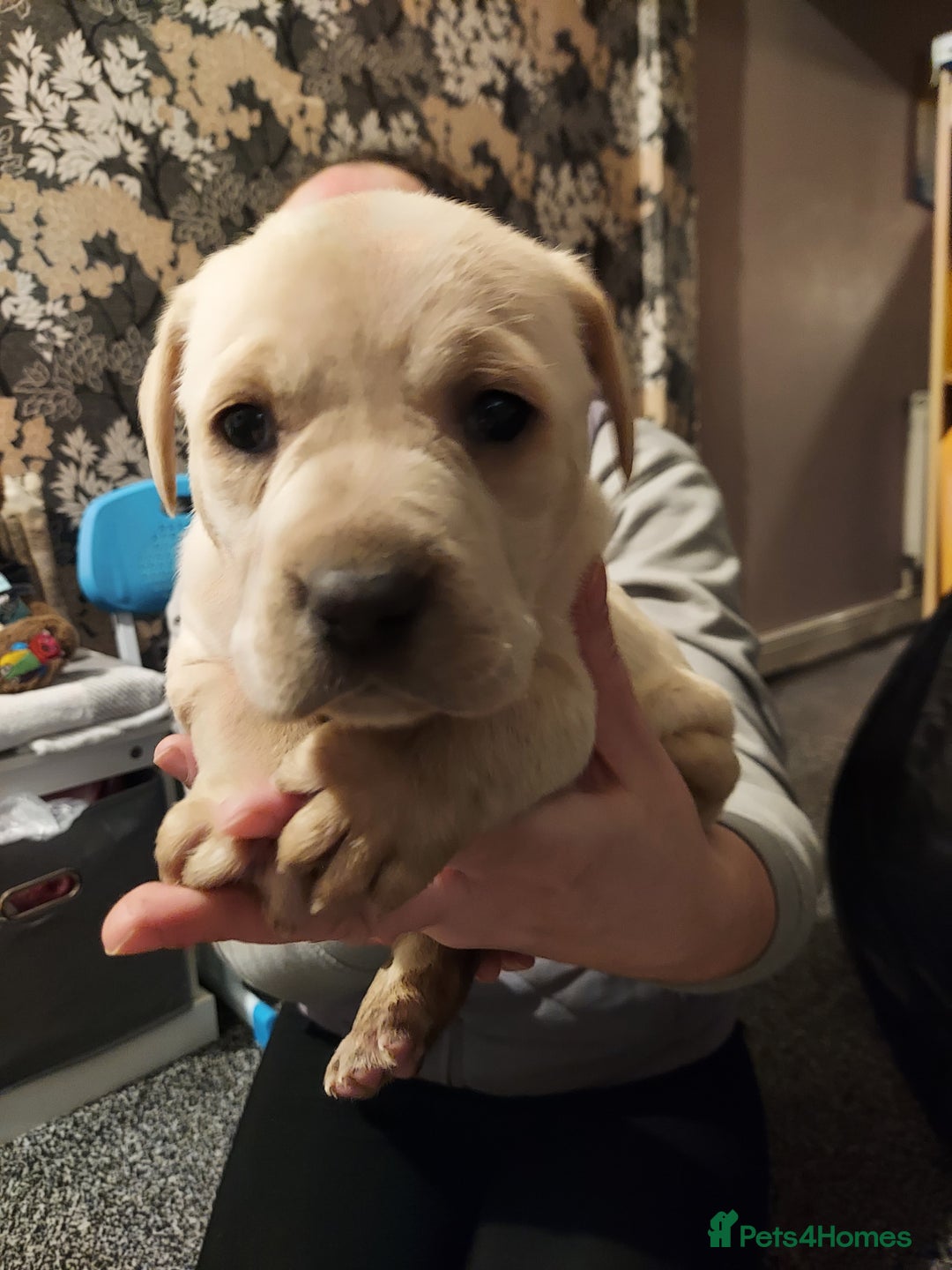 Mixed Breed dogs for sale: Mixed labrador  - Advert 4