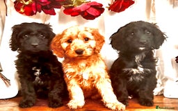Cockapoo dogs for sale: Quality F1 Cockapoo Puppies GIRLS Various pricing  - Image 24
