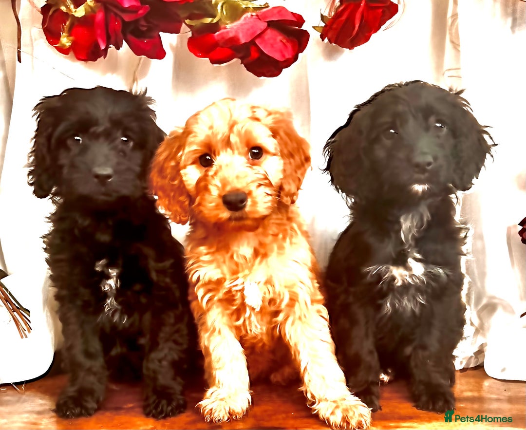 Cockapoo dogs for sale: Quality F1 Cockapoo Puppies GIRLS Various pricing  - Image 24