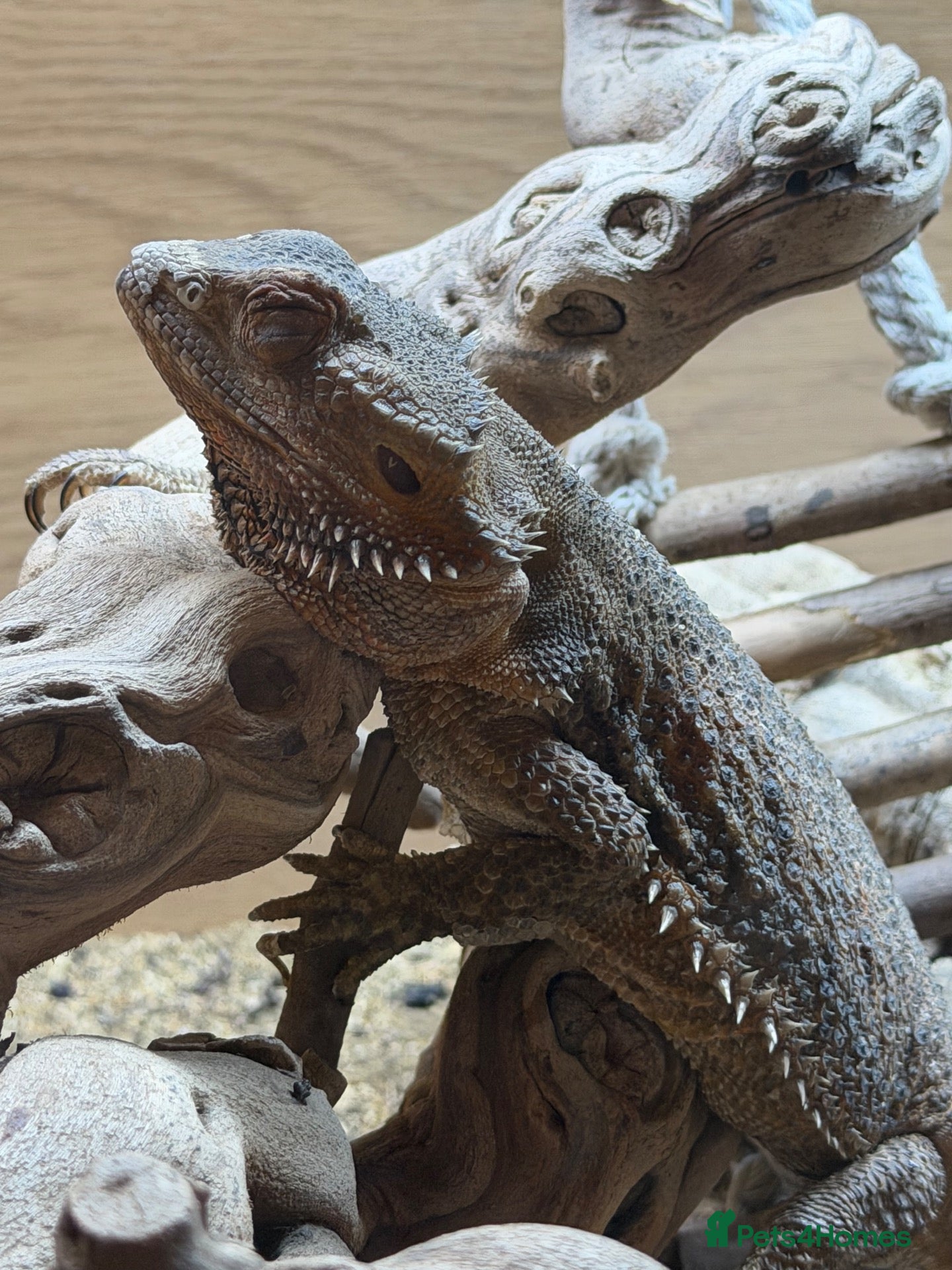 Bearded Dragon reptiles Female bearded dragon with tank (2 years old) - Advert 1