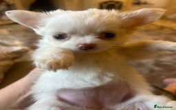 Chihuahua dogs for sale: Blue eyed beauty Russian import chihuahua  - Image 1