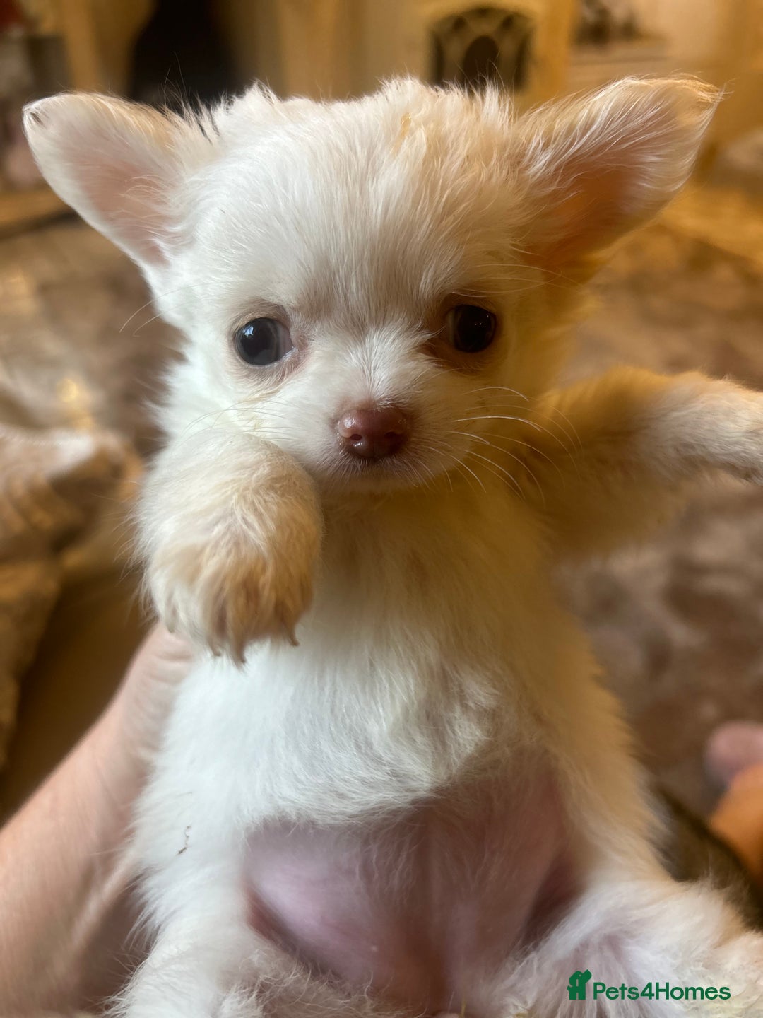 Chihuahua dogs for sale: Blue eyed beauty Russian import chihuahua  - Image 1