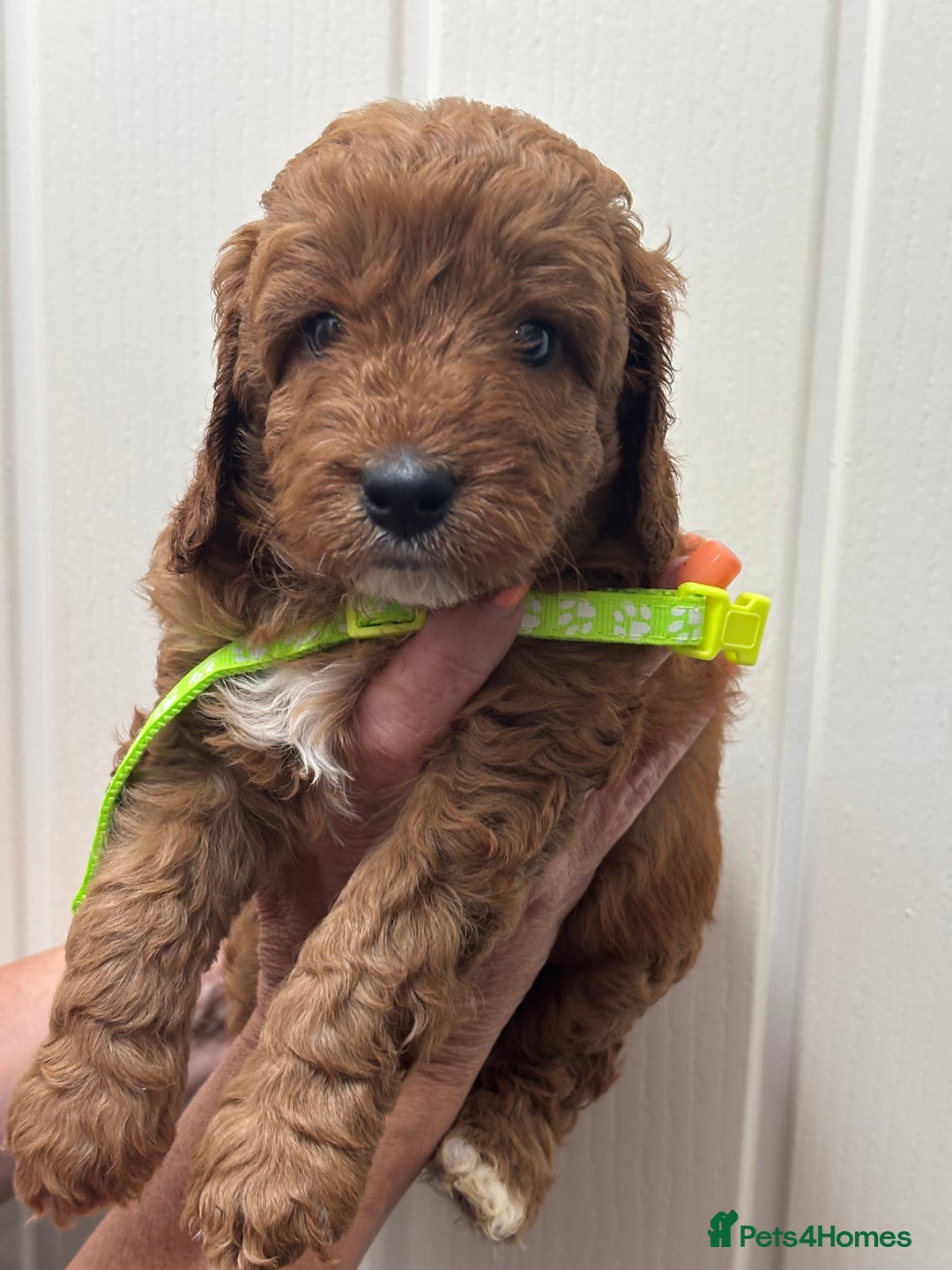 Cavapoo dogs for sale: ❤️ F1B CAVAPOOS 5* health checked ❤️ - Image 15