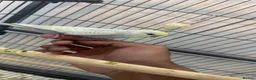 Budgerigars birds for sale: Hand tamed rainbow clearwing budgies  - Advert 9