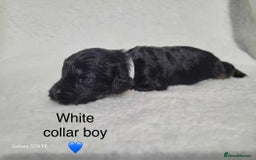 Cavapoo dogs for sale: Stunning litter of cavapoos - Image 15
