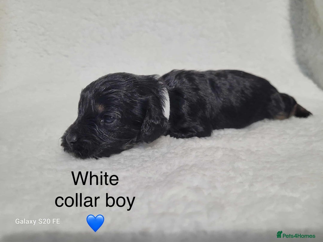 Cavapoo dogs for sale: Stunning litter of cavapoos - Image 15