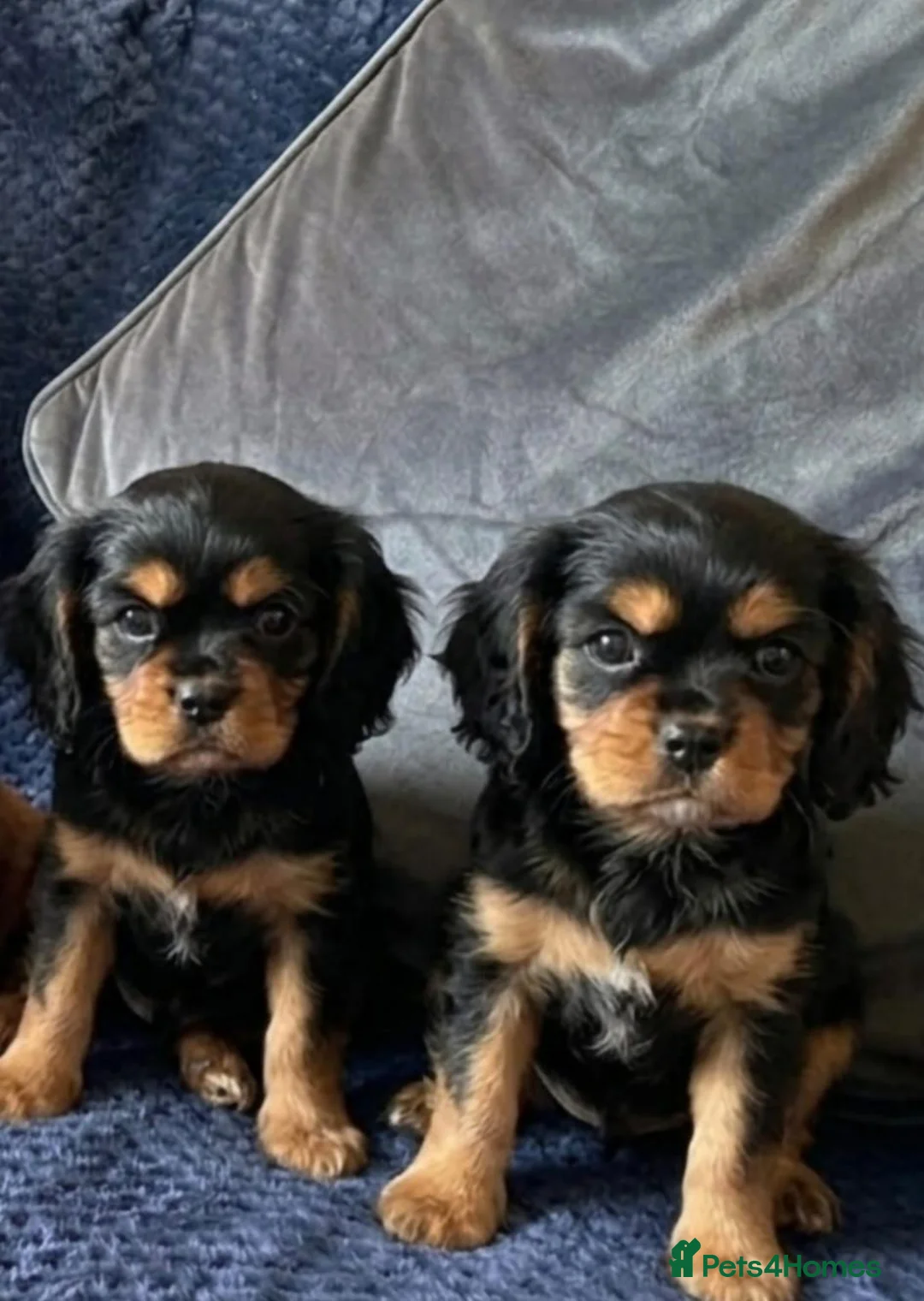 Cavalier King Charles Spaniel dogs for sale: STUNNING BLACK AND TAN HEALTH CHECKED  - Advert 1
