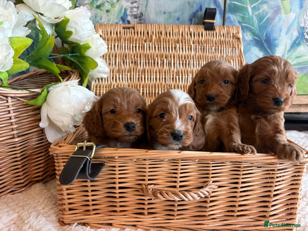 Cockapoo dogs for sale: Cockapoo F1 show type pups, PRIZEWINNING LINES  - Advert 5