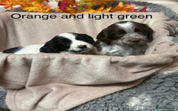 Sprocker dogs for sale: Beautiful Sprocker puppies  - Image 10