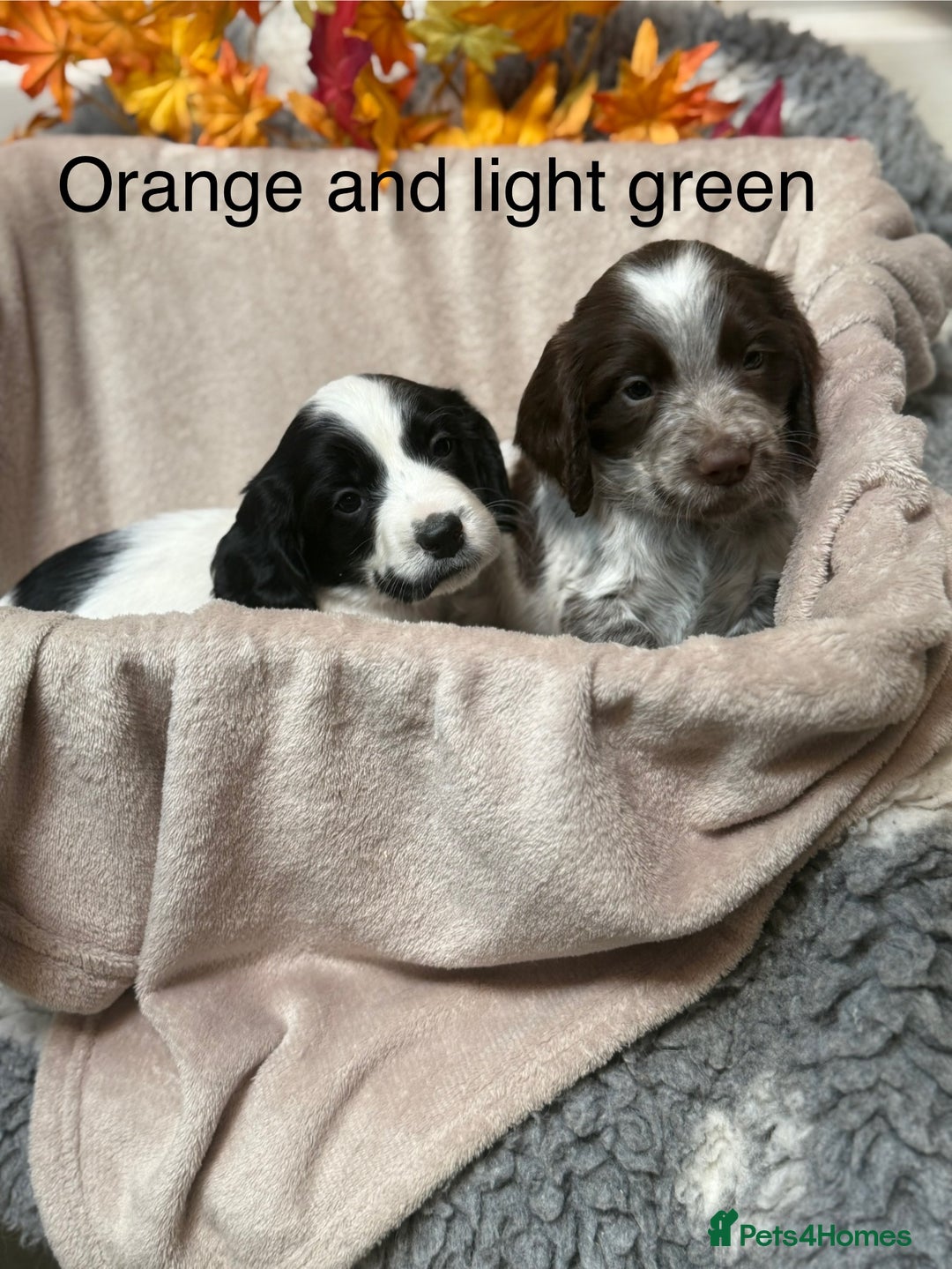 Sprocker dogs for sale: Beautiful Sprocker puppies  - Image 10