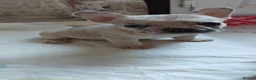 French Bulldog dogs for sale: Unique and beautiful French bulldogs puppies in Reading - Advert 3
