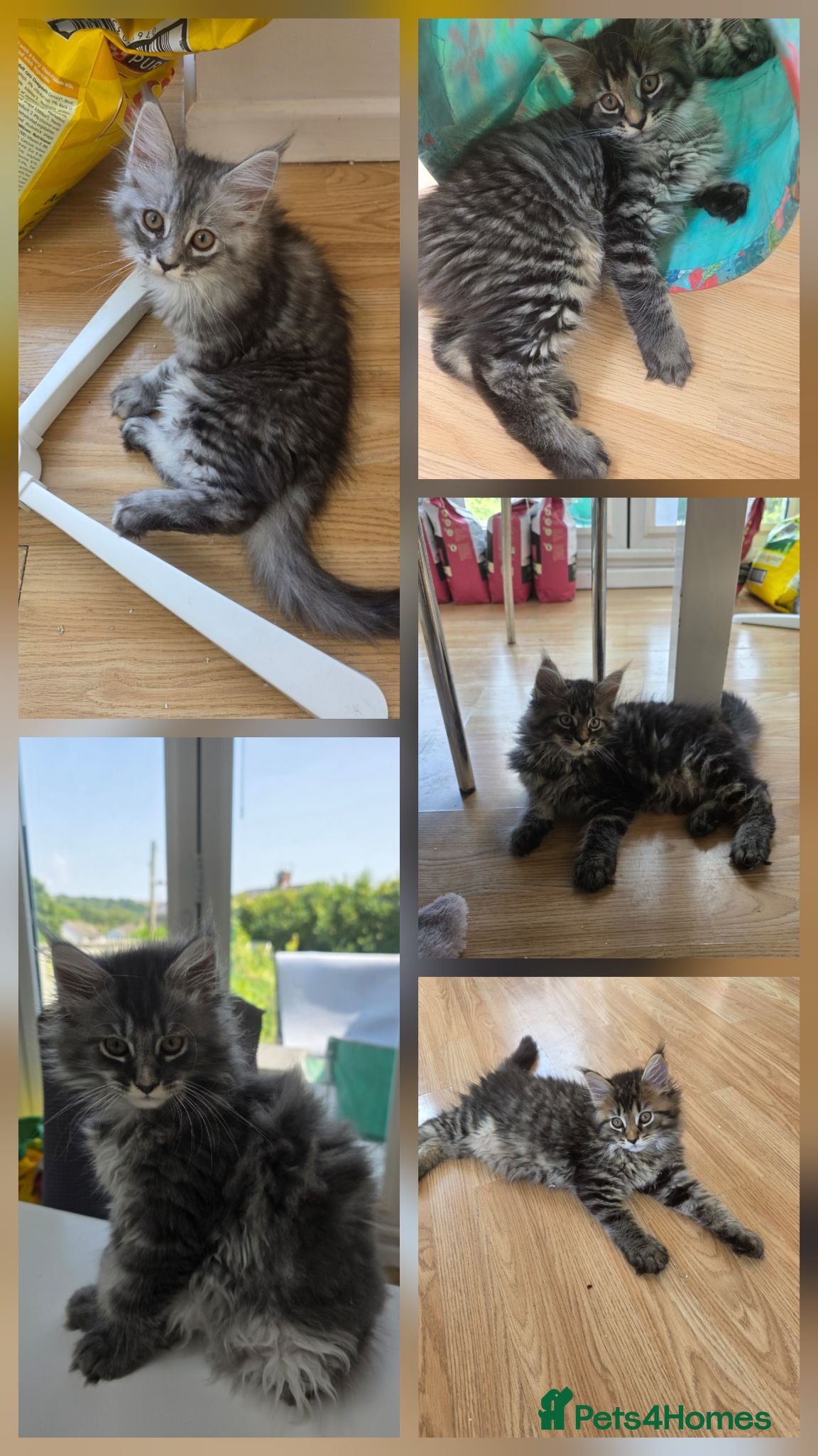 Maine Coon cats Ready now adorable maine coon Kittens 4bs & 1g - Advert 1
