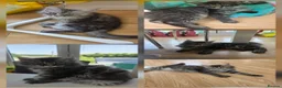 Maine Coon cats for sale: Ready now adorable maine coon Kittens 4bs & 1g - Advert 32