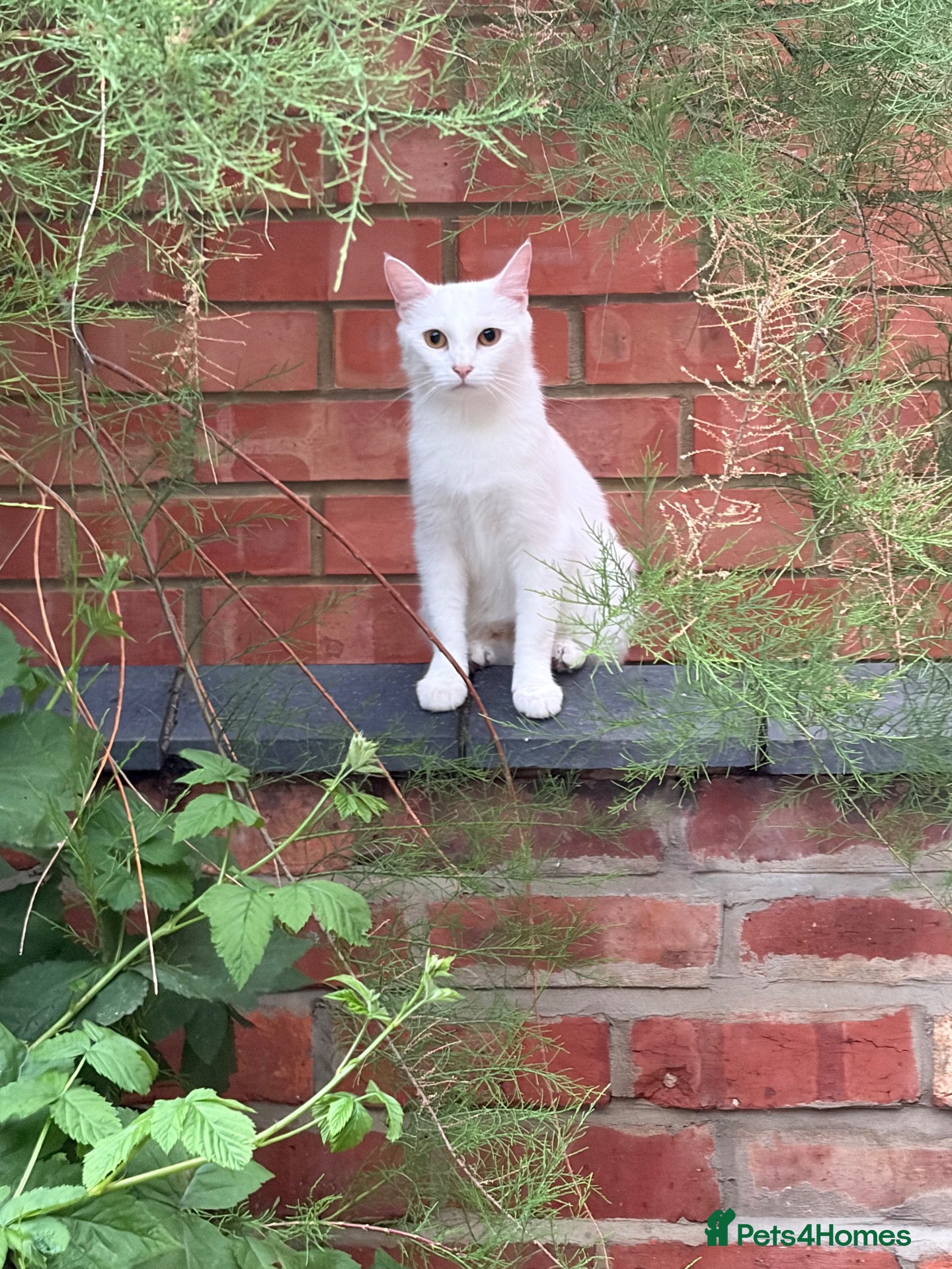 Turkish Angora cats 4 white fluffy Turkish angora Females - Advert 1