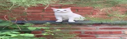 Turkish Angora cats for sale: 4 white fluffy Turkish angora Females - Advert 1