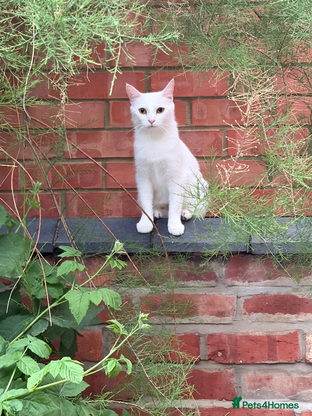 Turkish Angora cats for sale: 4 white fluffy Turkish angora Females - Advert 1