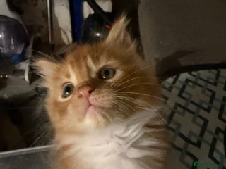 Maine Coon cats Rare red and white bicolor twins Maincoon big cubs - Advert 4