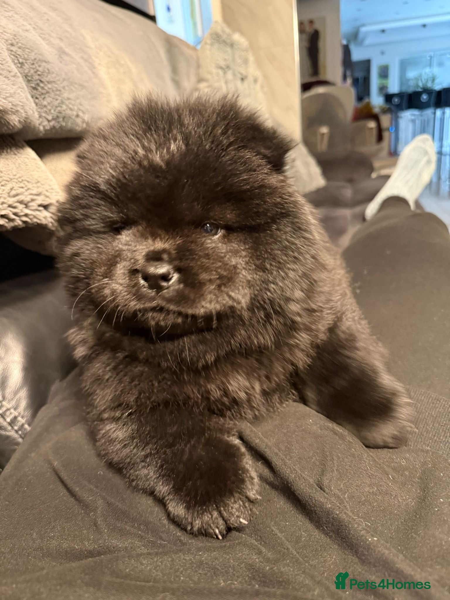 Chow Chow dogs LAST FEMALE beautiful black 🖤 baby Chow Chow - Advert 6