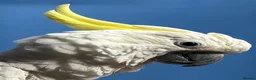 Cockatoo birds for sale: Triton Cockatoo - Beautiful Tame Trained & Social  in Stroud - Advert 14