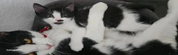 Mixed Breed cats for sale: One boy for sale - Advert 3