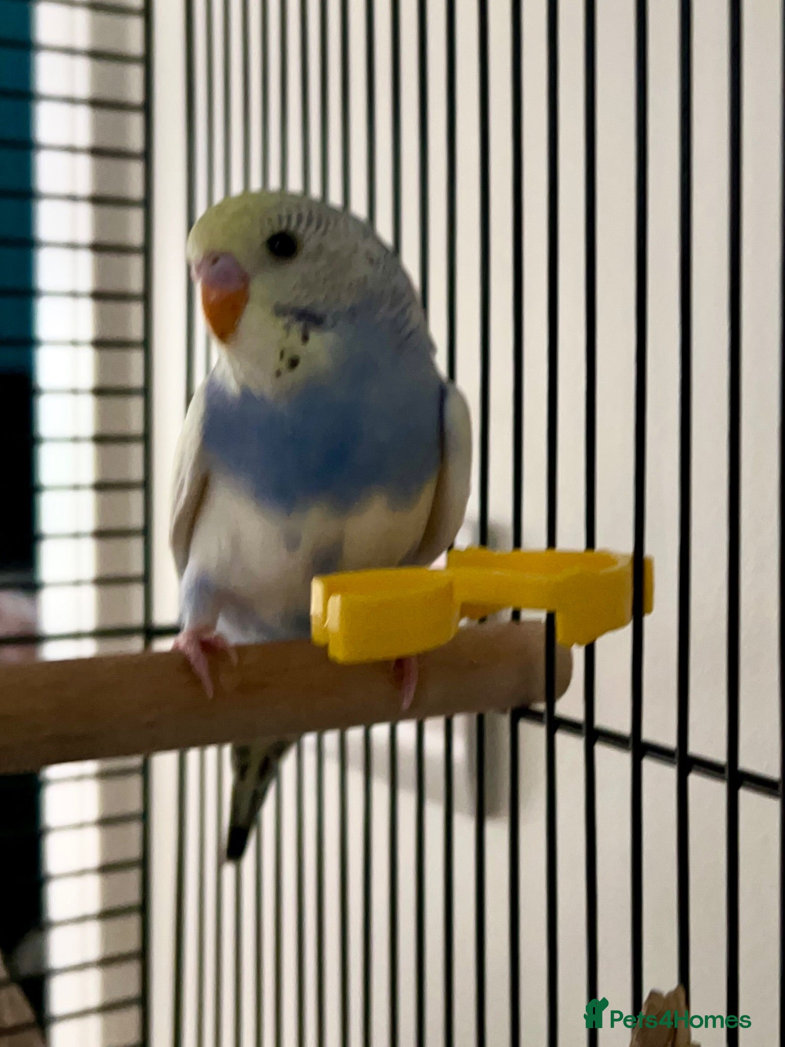 Budgerigars birds Free to good home with other budgie/s ONLY - Advert 2