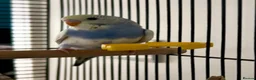 Budgerigars birds for sale: Free to good home with other budgie/s ONLY in London - Advert 2