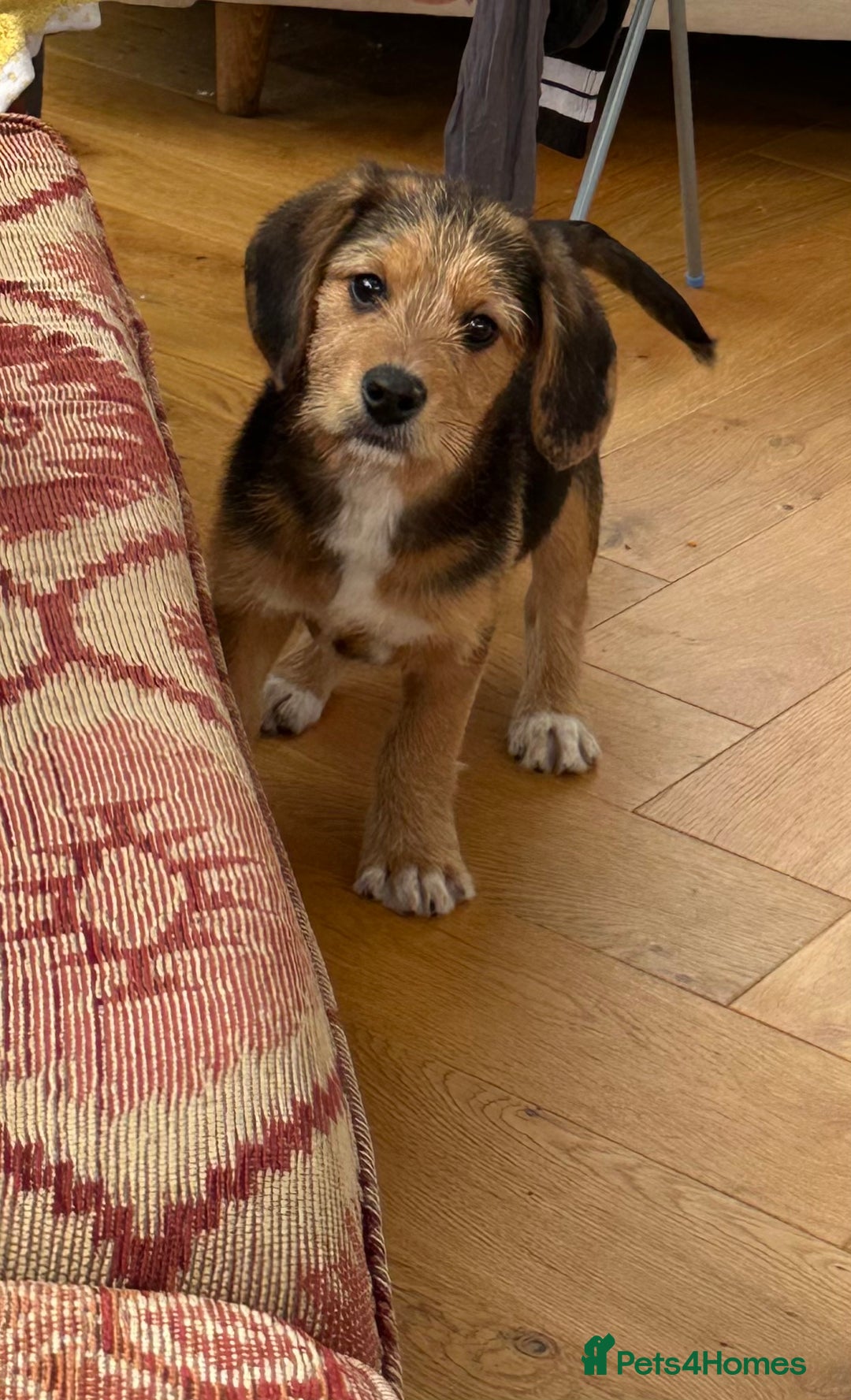 Mixed Breed dogs for sale: 🐾 Beautiful Cavapoo x Beagle Puppies 🐾 - Advert 16