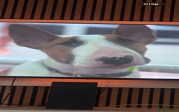 English Bull Terrier dogs for sale: 7 month old English bull terrier  - Image 2