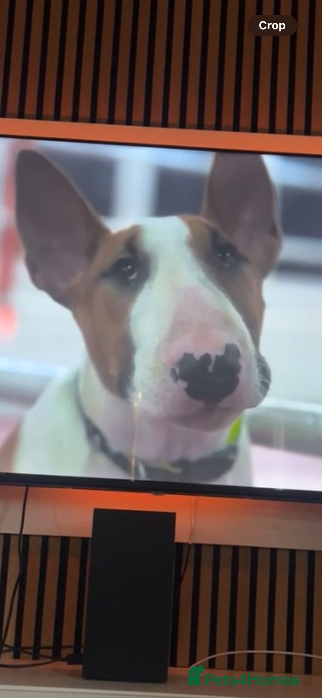 English Bull Terrier dogs for sale: 7 month old English bull terrier  - Image 2