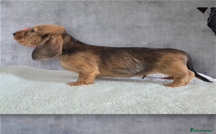 Dachshund dogs - Advert 9