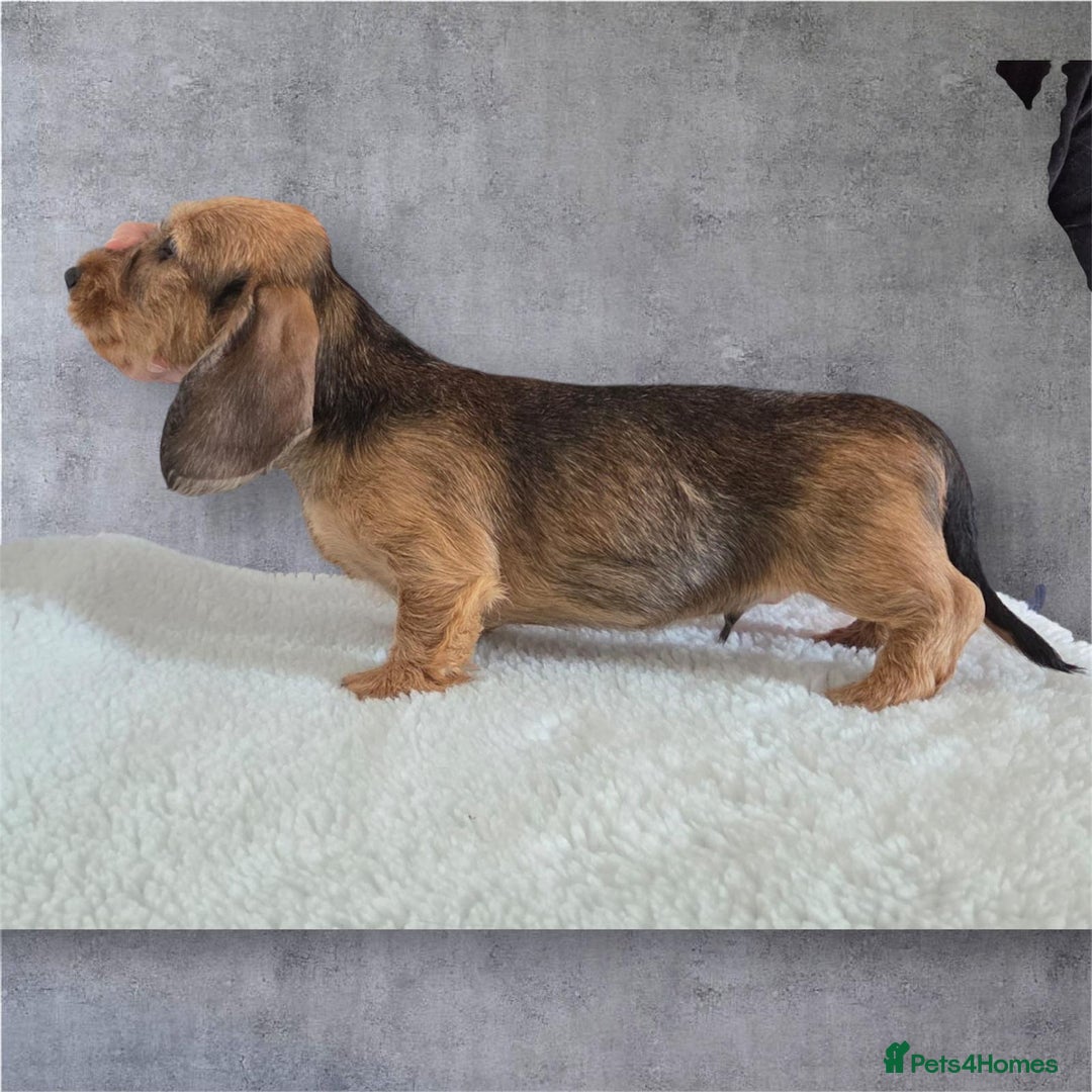 Dachshund dogs for sale: Standard wire haired Daschund  - Image 1