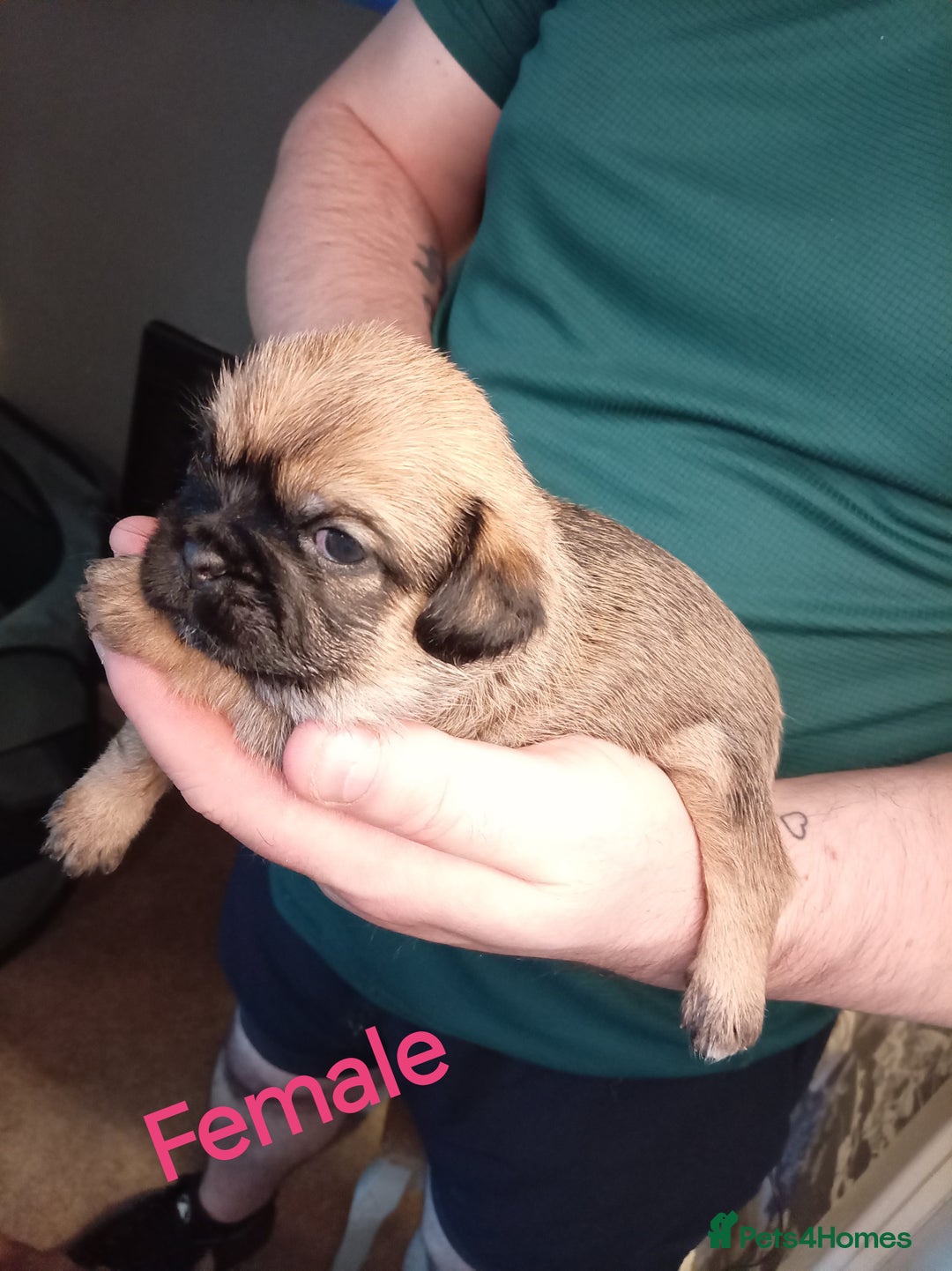 Mixed Breed dogs for sale: Pug x Shih Tzu Pug zu shih pug puppies - Image 6