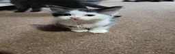 Mixed Breed cats for sale: Adorable kittens available  - Advert 17