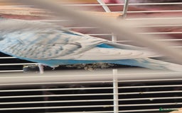 Budgerigars birds for sale: Al Capone needs a home - Image 2