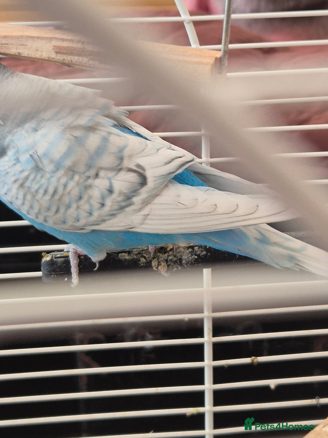 Budgerigars birds for sale: Al Capone needs a home - Image 2