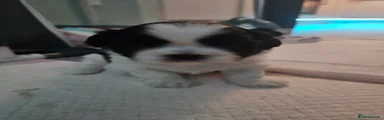 Shih Tzu Puppy 1