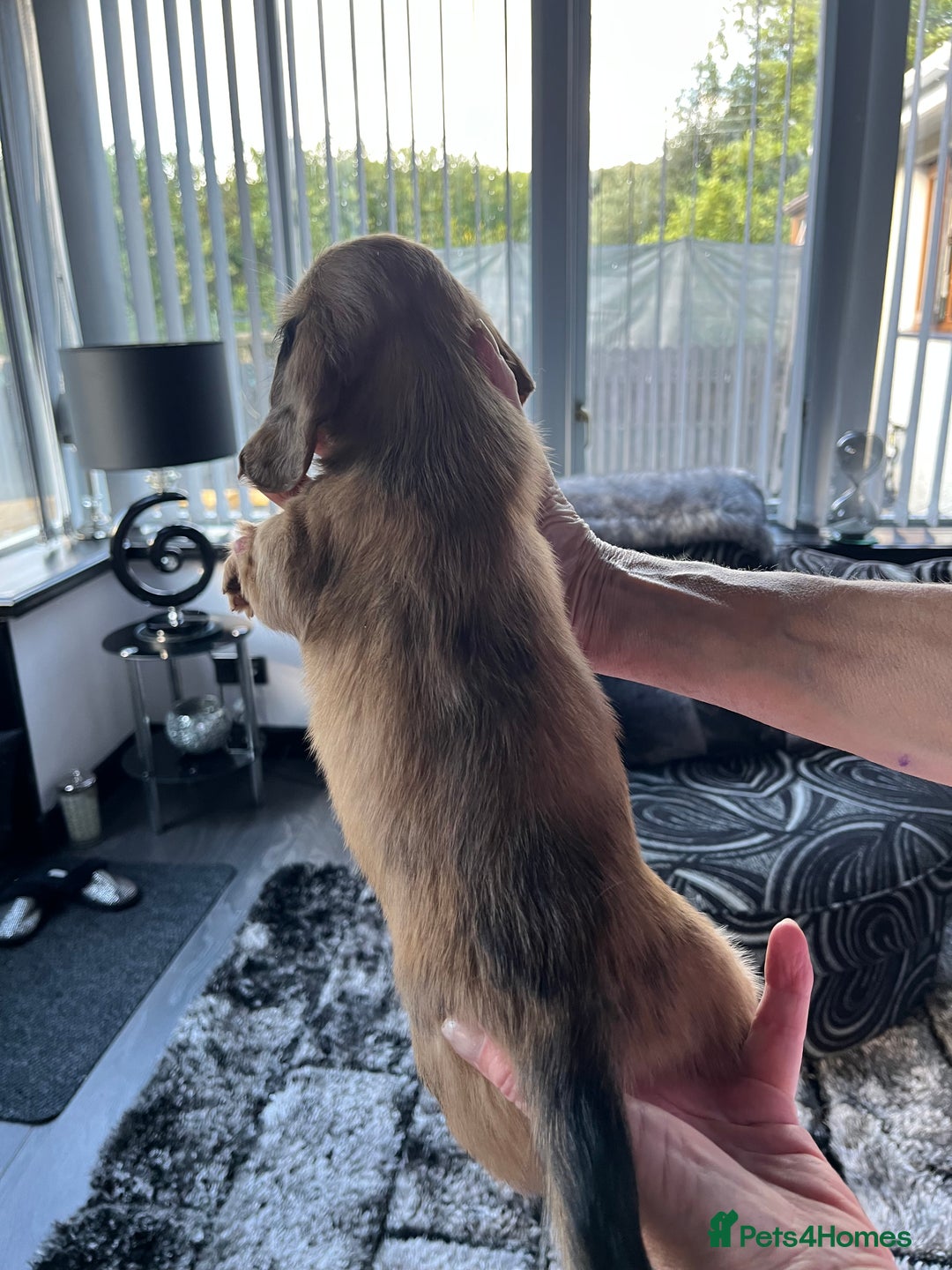 Dachshund dogs for sale: Stunning long haired miniature daxi puppies    - Image 16