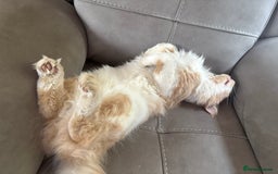 Maine Coon cats for stud: Apollo, Stud ready to find a Queen - Image 2