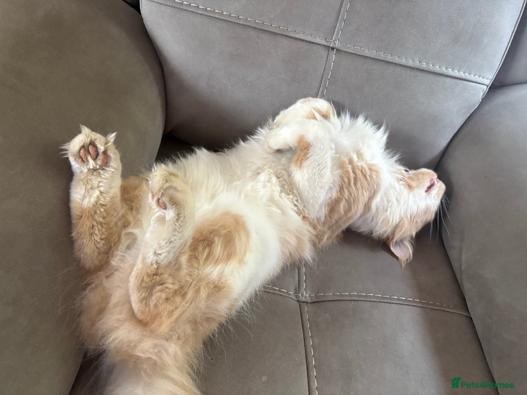 Maine Coon cats for stud: Apollo, Stud ready to find a Queen - Image 2