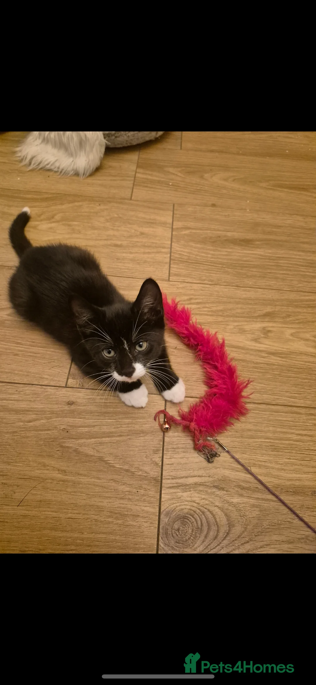 Mixed Breed cats for sale: Russian blue mix kittens  - Advert 2