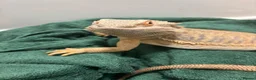 Bearded Dragon reptiles for sale: 2 bearded dragons for sale in Dereham - Advert 7