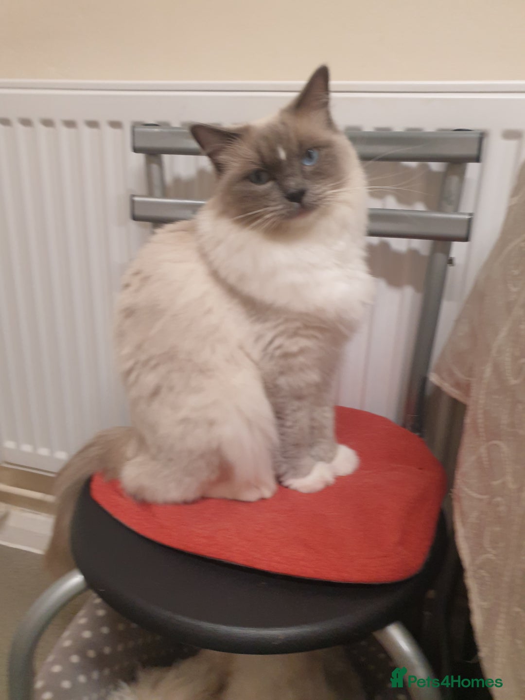 Ragdoll cats for sale: Ragdoll girls  - Advert 8