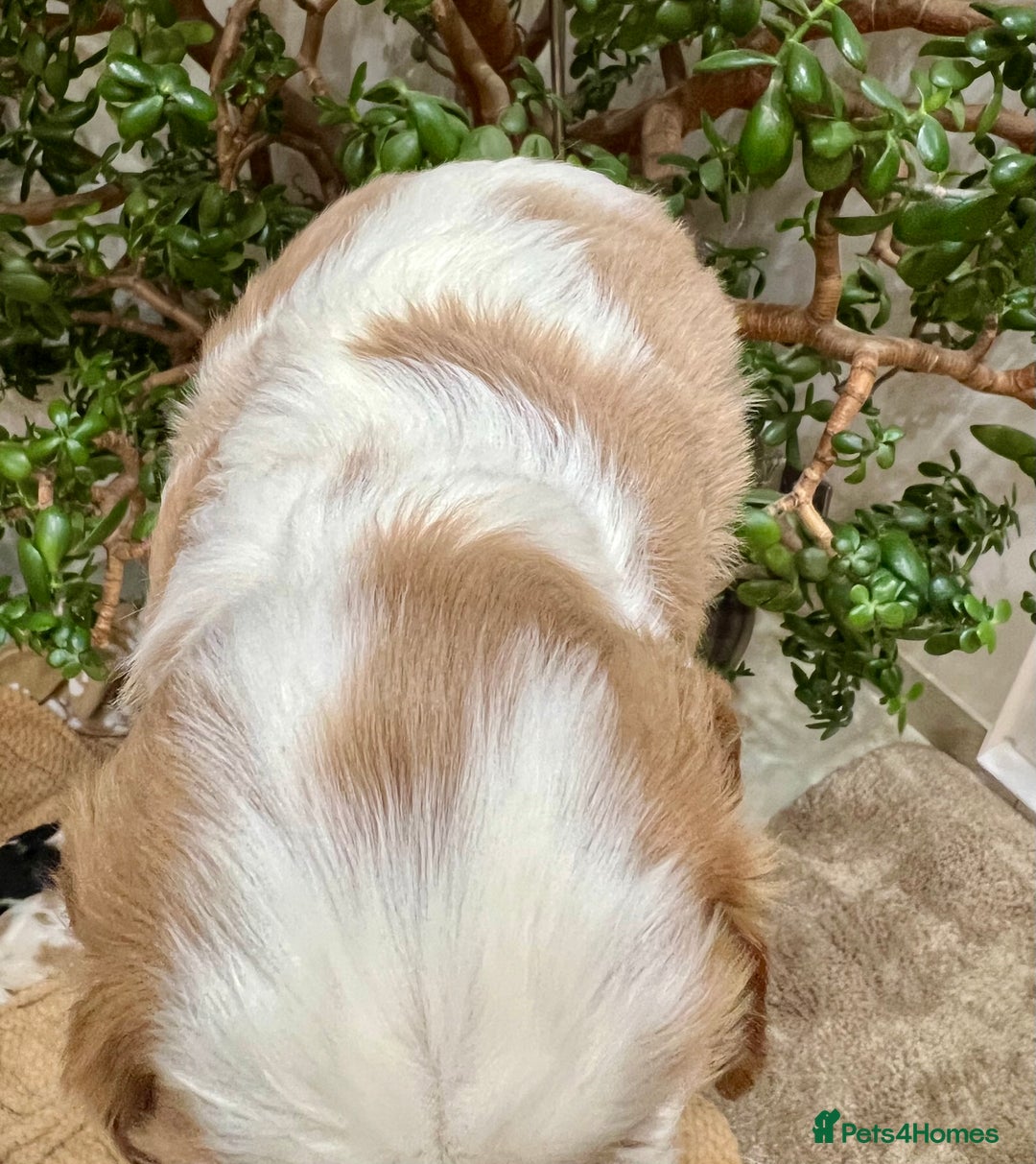 Cavalier King Charles Spaniel dogs for sale: Champion Sired KC Reg Cavalier King Charles  - Image 16