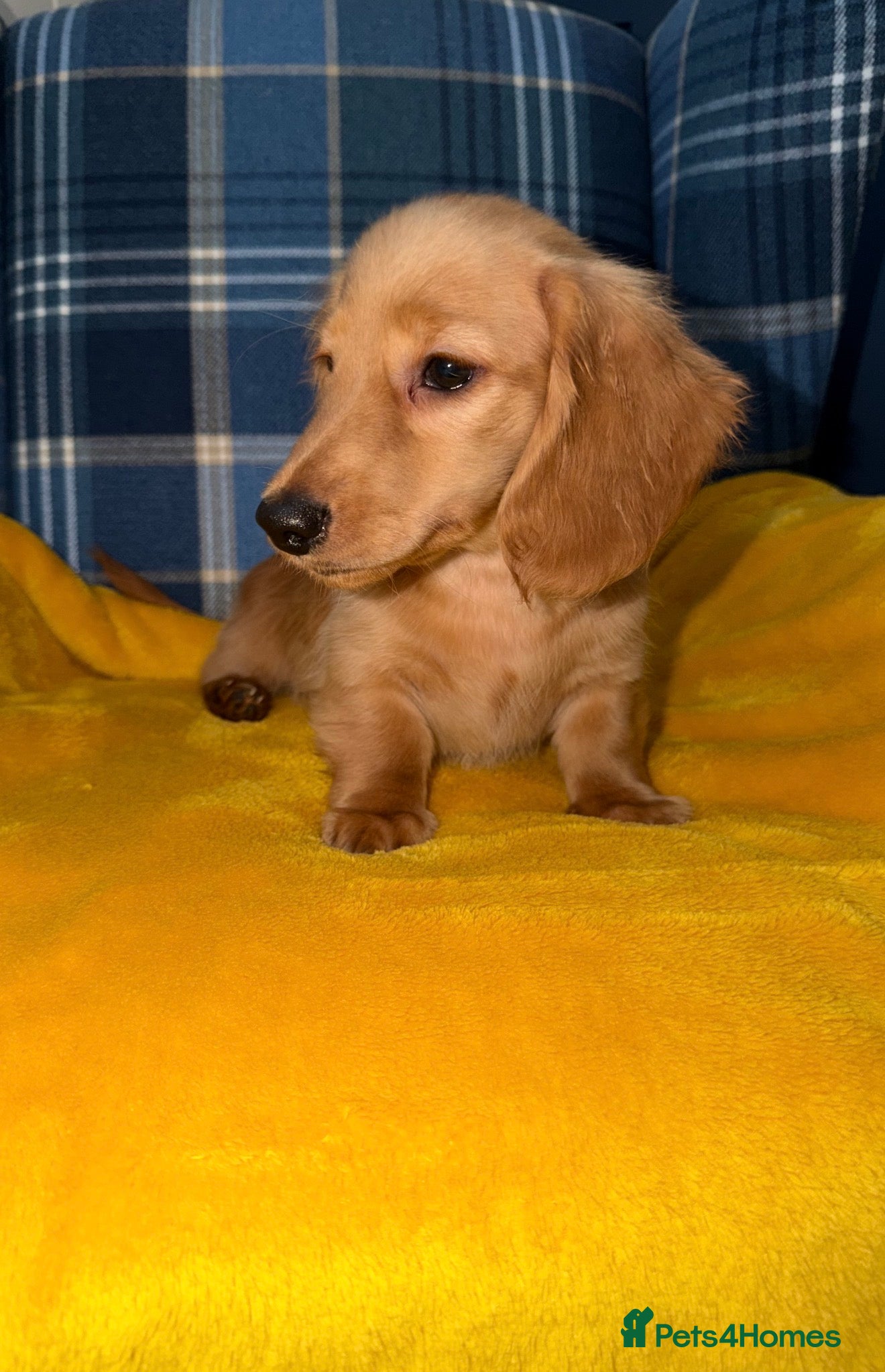 Miniature Dachshund dogs 🧡💛Stunning Longhaired Dachshund Puppies💛🧡 - Advert 5
