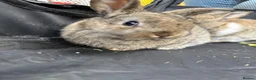 Mini Lop rabbits for sale: 🐰 Pure Bred Mini Lop Bunnies 🐰 - Advert 24