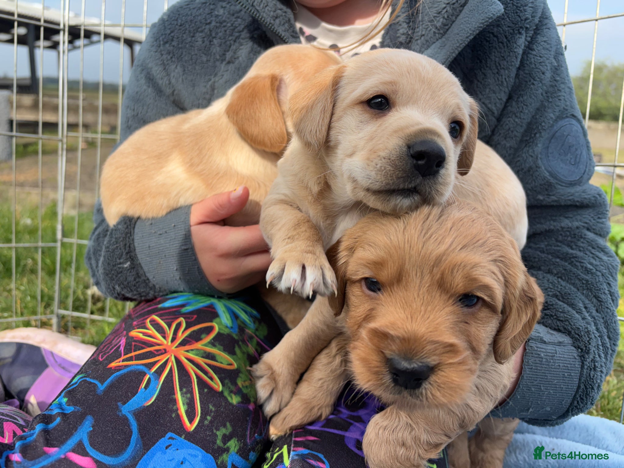 Mixed Breed dogs Cairnnoodle Puppies  - Advert 2